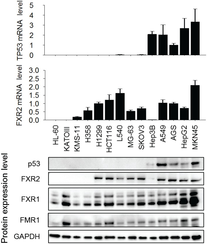 Figure 1—figure supplement 2.