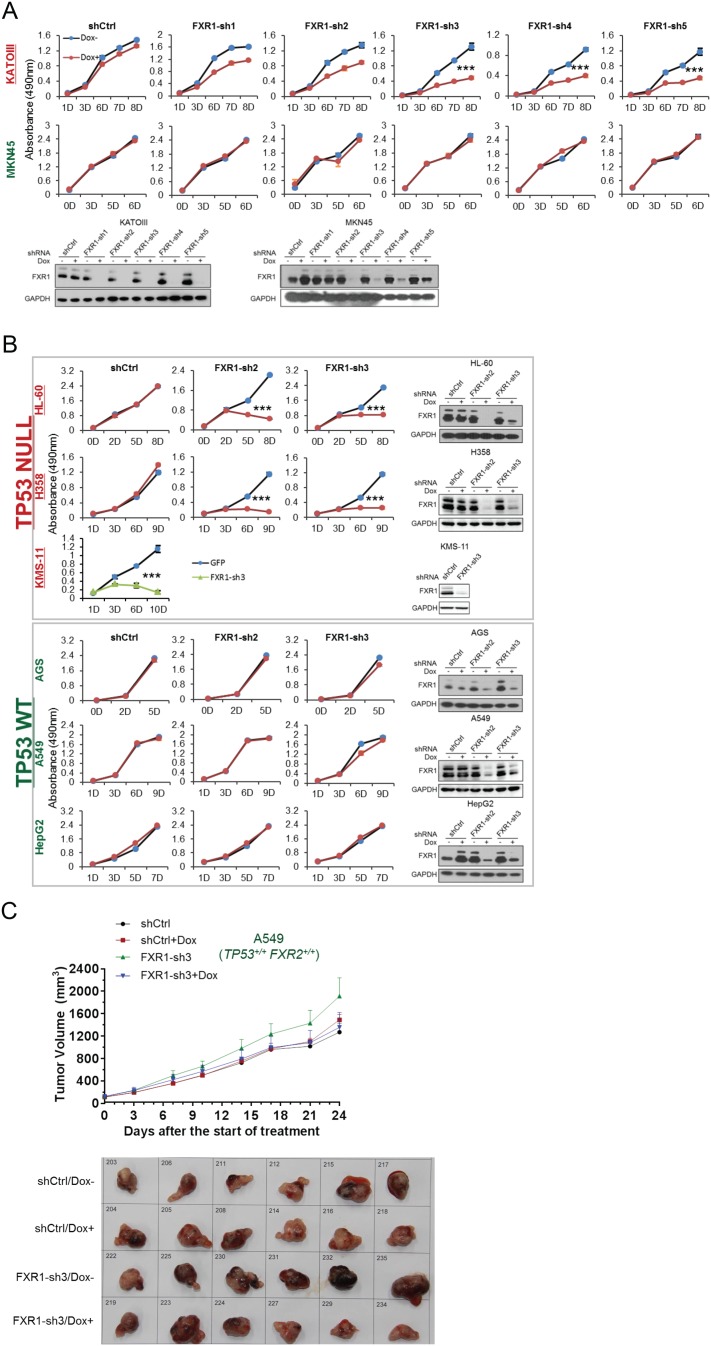 Figure 1—figure supplement 3.