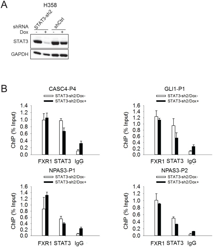 Figure 5—figure supplement 3.