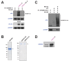 Figure 3—figure supplement 2.