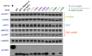 Figure 2—figure supplement 1.