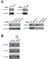 Figure 1—figure supplement 1.