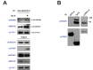 Figure 3—figure supplement 3.