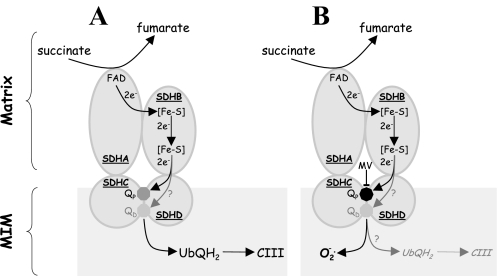 FIGURE 9.