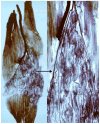 Fig. 13
