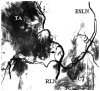 Fig. 17