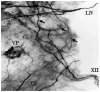 Fig. 19