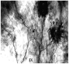 Fig. 20