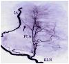 Fig. 15