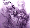 Fig. 14