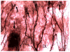 Fig. 12