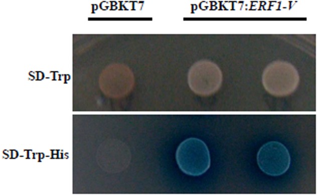 FIGURE 2