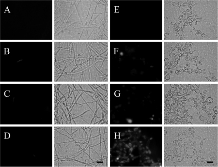 FIG. 8.