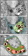 Fig 7