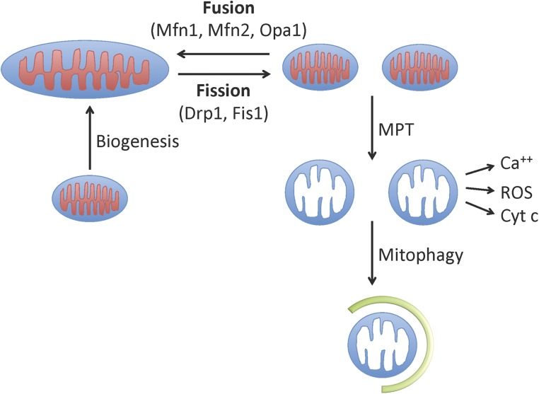 Figure 1.