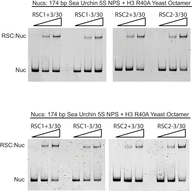 Figure 3—figure supplement 4.