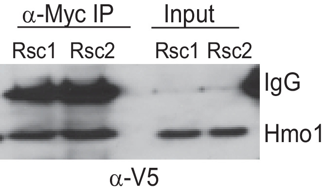 Figure 4—figure supplement 1.