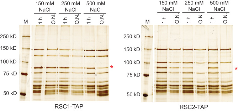 Figure 1—figure supplement 1.