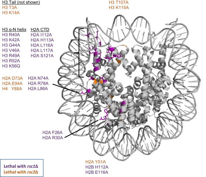 Figure 3—figure supplement 1.