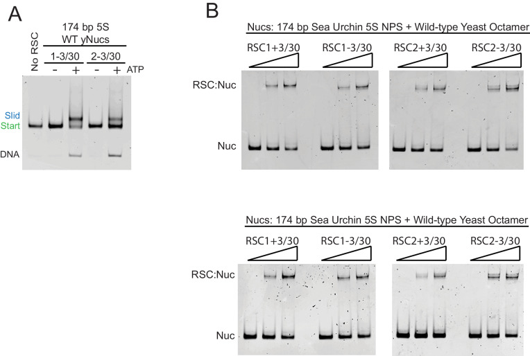 Figure 2—figure supplement 2.