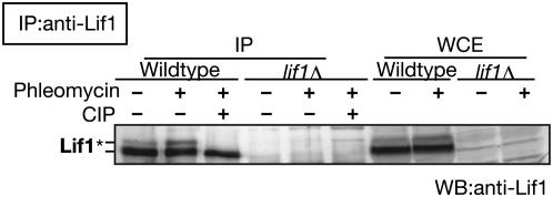 Figure 5.—