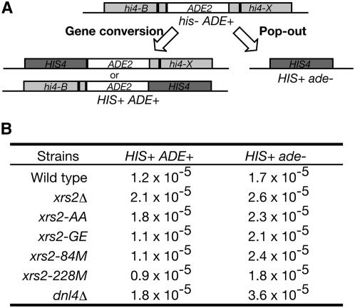 Figure 3.—