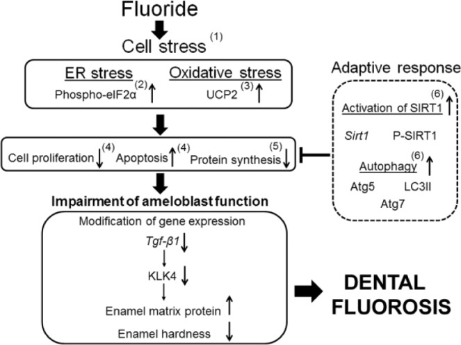 Figure 5.