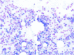 Figure 2B