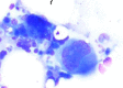 Figure 2A
