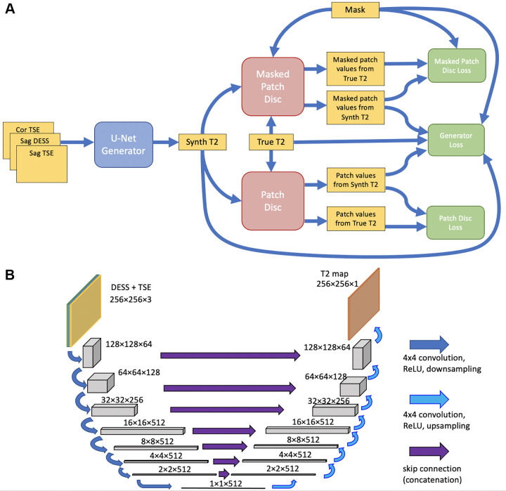 (A) Schematic architecture of the neural network. A U-Net–based generator (blue) synthesizes a T2 map estimate from three anatomic scans. Patch-based discriminators (red) compare the synthesized (Synth) map to a true T2 map corresponding to the same anatomy. Loss functions (green), consisting of a combination of sigmoid cross-entropy and L1 loss, were computed and used to update the generator and the two discriminators. (B) Schematic illustration of the U-Net, taking the double-echo in steady-state (DESS) and turbo spin-echo (TSE) scans as input and producing an estimated T2 map as output. Cor = coronal, ReLU = rectified linear unit, Sag = sagittal.