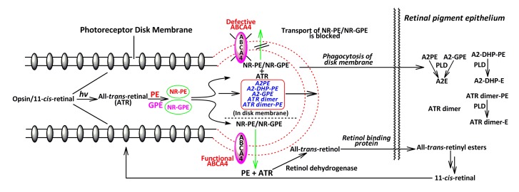 Fig. 2