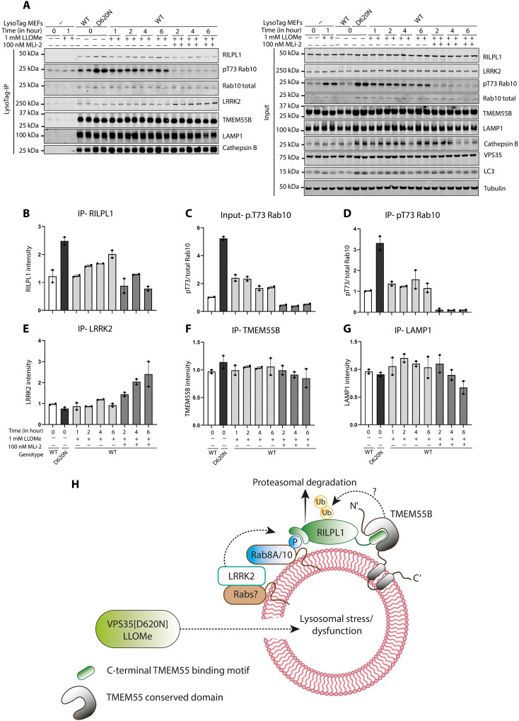 Fig. 10.