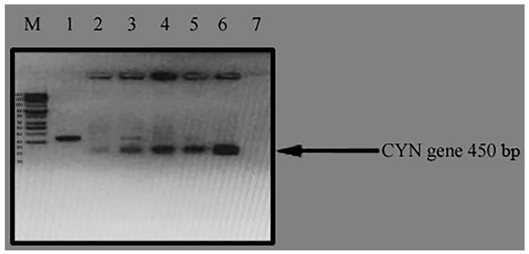 Figure 4