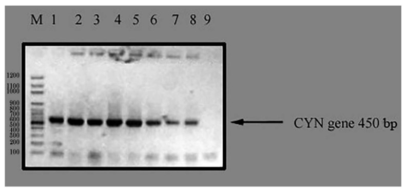 Figure 5