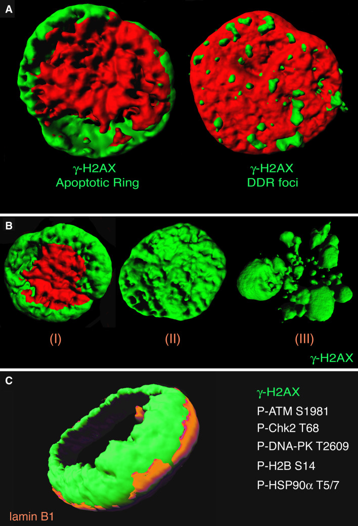 Fig. 1