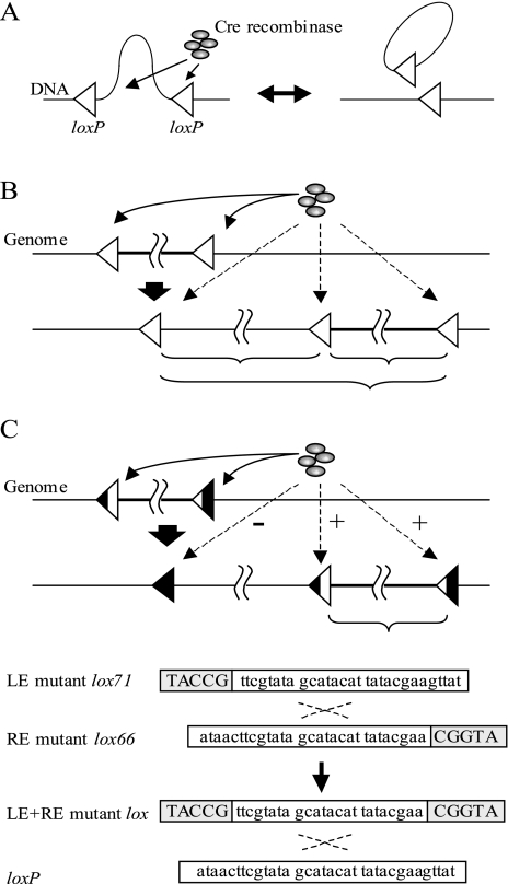 FIG. 2.