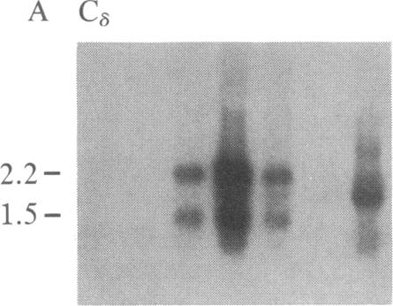 graphic file with name pnas00303-0354-a.jpg