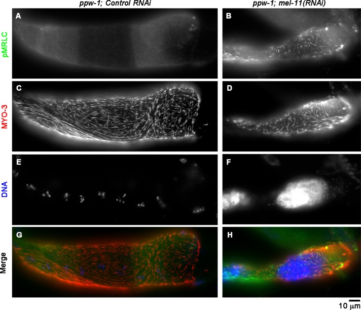 FIGURE 3: