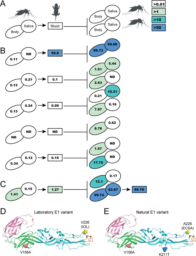 FIG 1