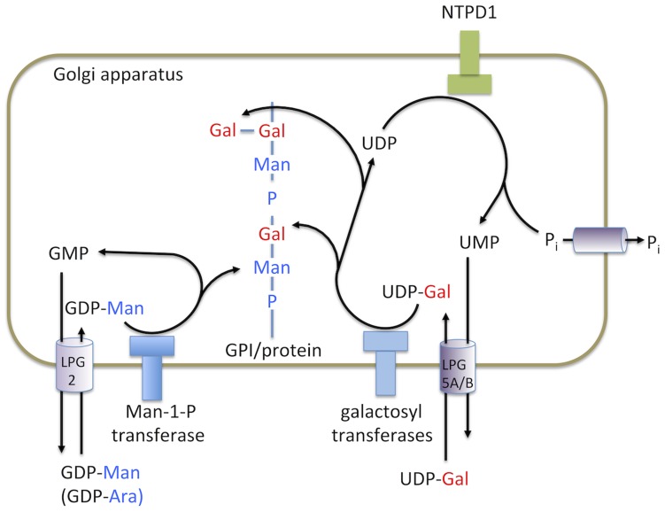 Figure 6