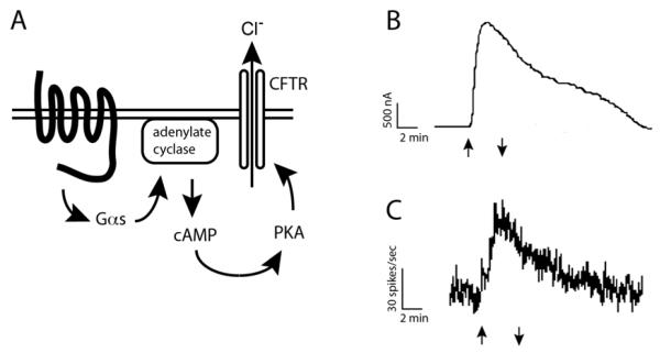 Fig. (1)