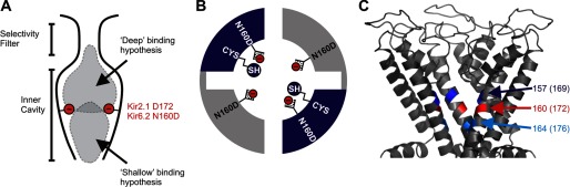 FIGURE 1.