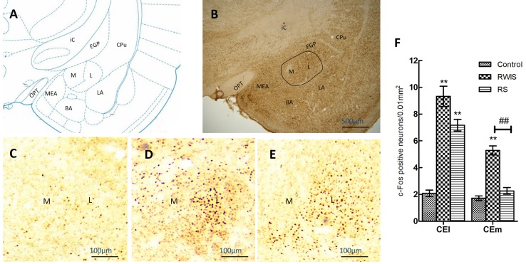 Fig. 2