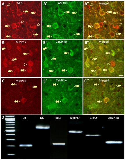 Figure 11