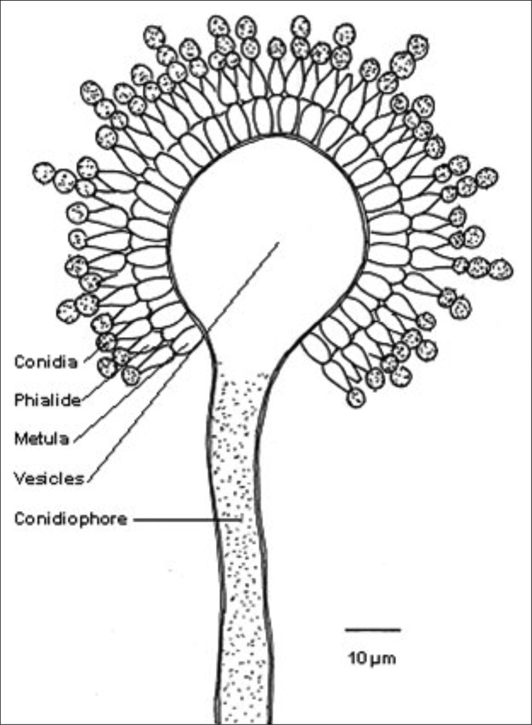 Fig. 8