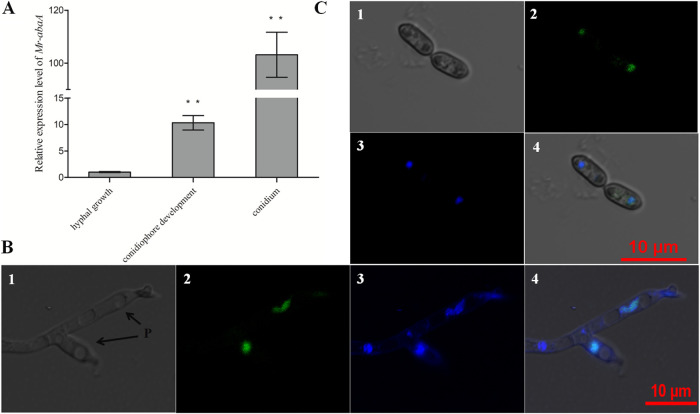 FIG 2