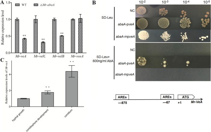 FIG 6