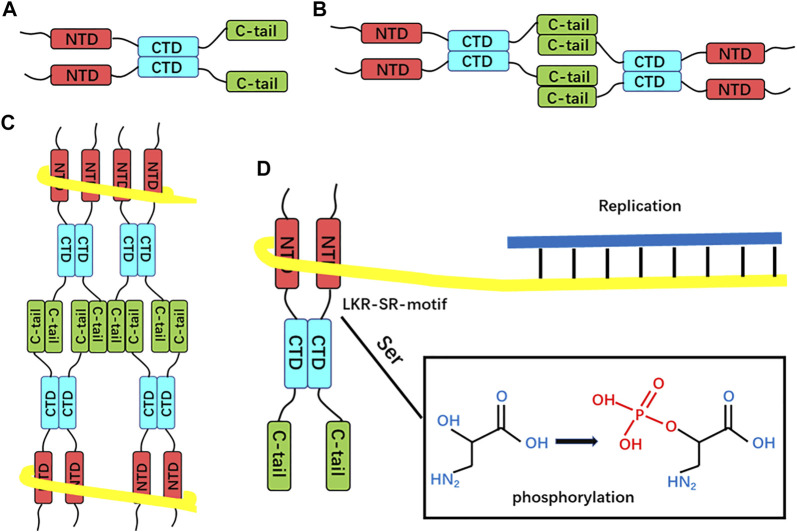 FIGURE 4