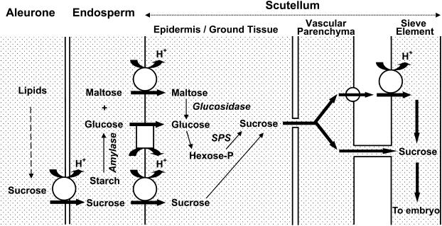 Figure 10.