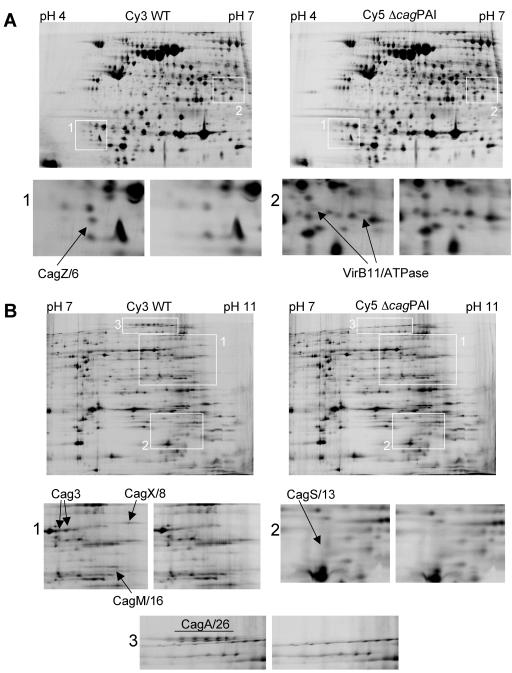 FIG. 2.